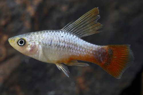 picture of Pineapple Candy Wag Highfin Platy Med                                                                Xiphophorus maculatus