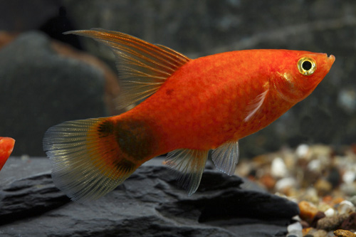 picture of Red Crescent Highfin Platy Med                                                                       Xiphophorus maculatus