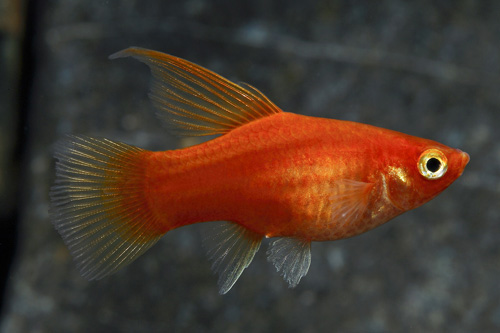 picture of Red Highfin Platy Med                                                                                Xiphophorus maculatus