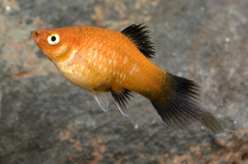 picture of Plumetail Red Wag Platy Reg                                                                          Xiphophorus maculatus