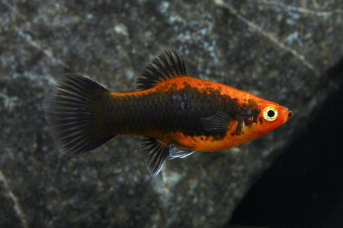 picture of Red Tuxedo Wag Platy Med                                                                             Xiphophorus maculatus