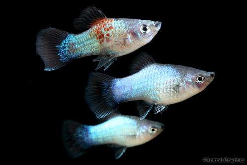 picture of Neon Blue Wag Platy Med                                                                              Xiphophorus maculatus