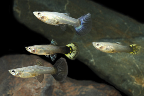 picture of Assorted Fancy Guppy Female Lrg                                                                      Poecilia reticulata