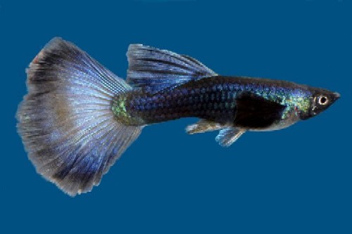picture of Blue Moscow Delta Guppy Male Med                                                                     Poecilia reticulata