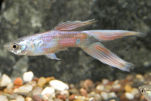 picture of Lyretail Guppy Male Med                                                                              Poecilia reticulata