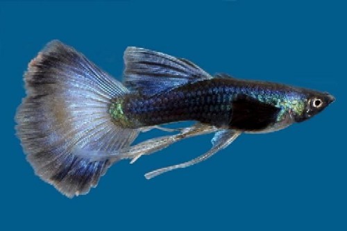 picture of Blue Moscow Ribbon Guppy Male Med                                                                    Poecilia reticulata