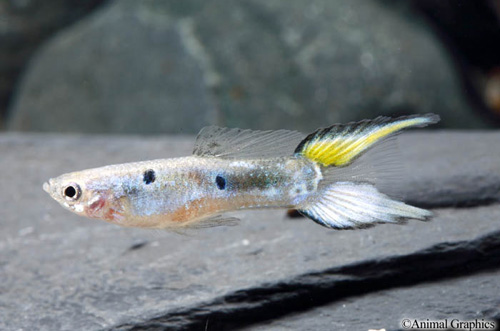 picture of Bluegrass Lyretail Guppy Male Med                                                                    Poecilia reticulata