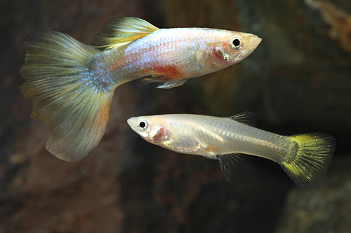 picture of Neon Gold Variegated Delta Pair Med                                                                  Poecilia reticulata