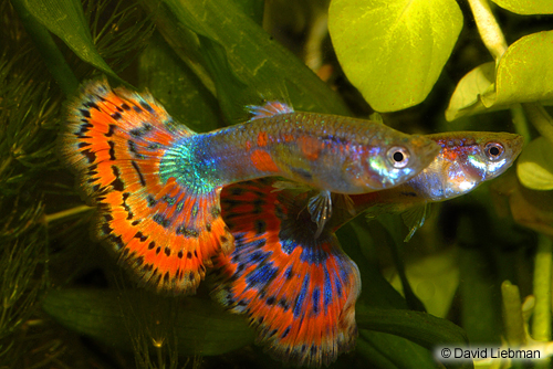 picture of Blue Variegated Delta Guppy Pair Med                                                                 Poecilia reticulata
