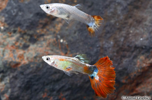 picture of Red Delta Guppy Pair Med                                                                             Poecilia reticulata