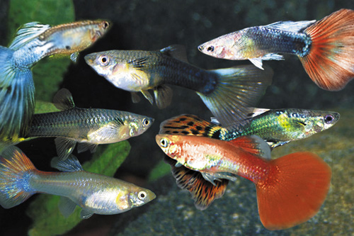 picture of Fancy Select Guppy Pair Med                                                                          Poecilia reticulata