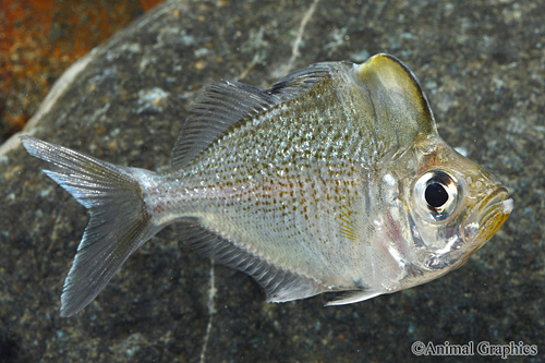 picture of Hump Head Glass Fish Lrg                                                                             Parambassis pulcinella