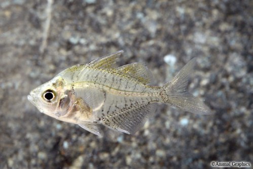 picture of Jewel Glass Fish Reg                                                                                 Parambassis ranga