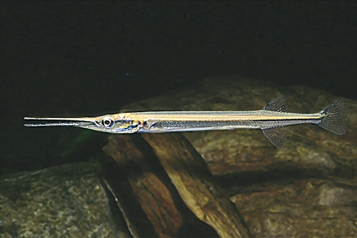 picture of Needlefish Reg                                                                                       Xenentodon cancila