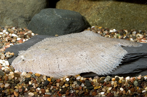 picture of Freshwater Flounder S.A.  Lrg                                                                        Hypoclinemus mentalis