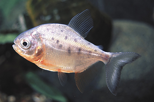 picture of Red Belly Pacu Sml                                                                                   Colossoma bidens