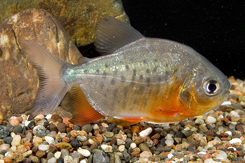 picture of Red Belly Pacu Med                                                                                   Colossoma bidens