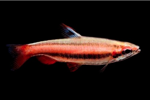 picture of Red Pencil Fish Reg                                                                                  Nannostomus mortenthaleri