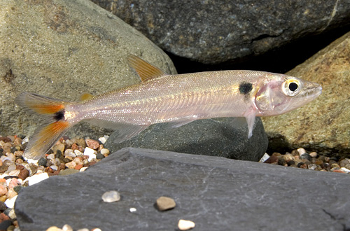 picture of Redtail Barracuda Lrg                                                                                Acestrorhynchus falcatus