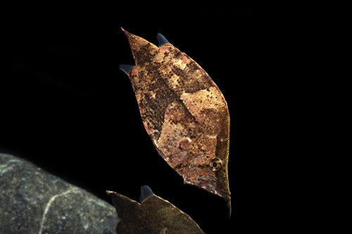 picture of Leaf Fish SA Reg                                                                                     Monocirrhus polyacanthus