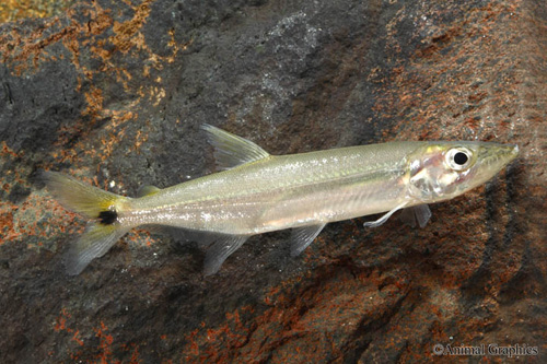 picture of Yellow Tail Barracuda Med                                                                            Acestrorhynchus microlepis