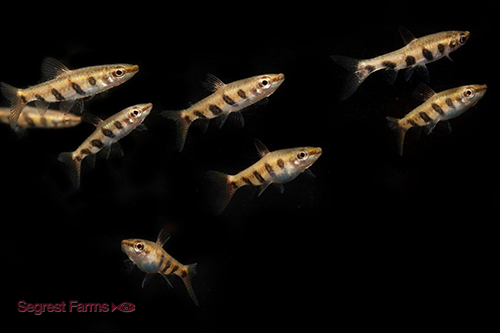picture of Barred Espei Pencilfish Reg                                                                          Nannostomus espei