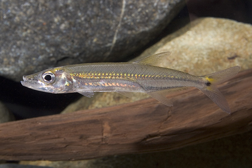 picture of Barracuda SA Reg                                                                                     Acestrorhynchus falcirostris