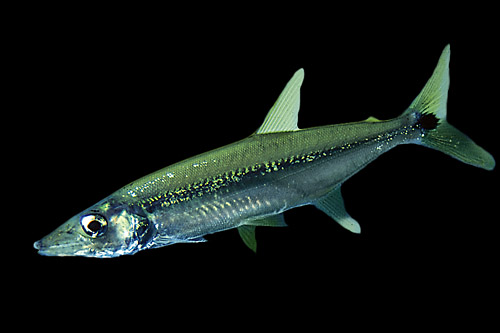 picture of Barracuda SA Xlg                                                                                     Acestrorhynchus falcirostris