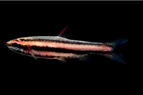 picture of Marginatus Pencilfish Reg                                                                            Nannostomus marginatus