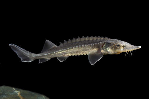 picture of Sterlet Sturgeon 4