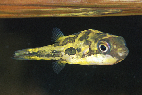 picture of Dwarf Freshwater BB Puffer Sml                                                                       Carinotetraodon travancoricus