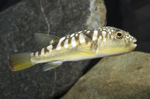 picture of Milk Spotted Puffer Lrg                                                                              Chelenodon patoca
