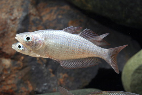 picture of Red Pearl Rainbow Hybrid Reg                                                                         Glossolepis sp.