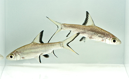 picture of Bala Shark M/S                                                                                       Balantiocheilus melanopterus