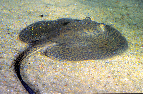 picture of Teacup Reticulated Stingray SA Med                                                                   Potamotrygon reticulata