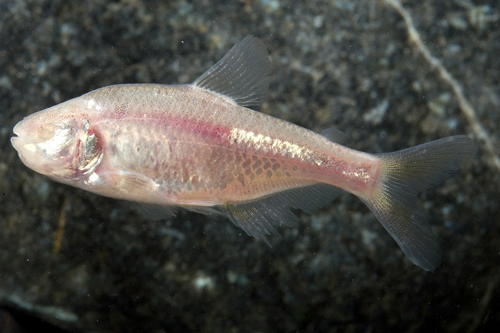 picture of Blind Cave Tetra Sml                                                                                 Astyanax jordani