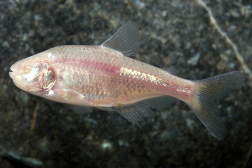 picture of Blind Cave Tetra Lrg                                                                                 Astyanax jordani