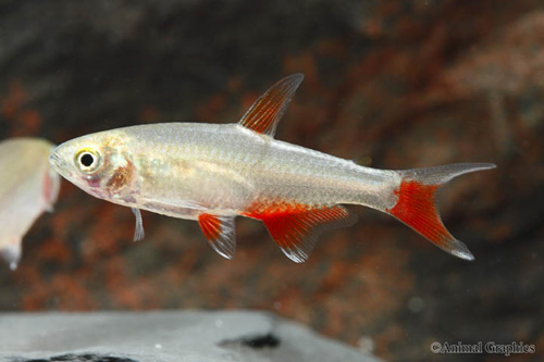 picture of Bloodfin Tetra Reg                                                                                   Aphyocharax anisitsi