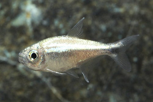picture of Gold Tetra Med                                                                                       Hemigrammus rodwayi