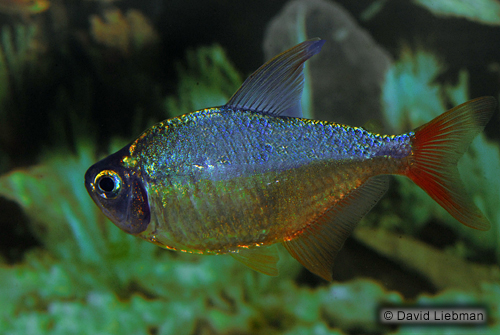 picture of Red & Blue Colombian Tetra Lrg                                                                       Hyphessobrycon columbianus