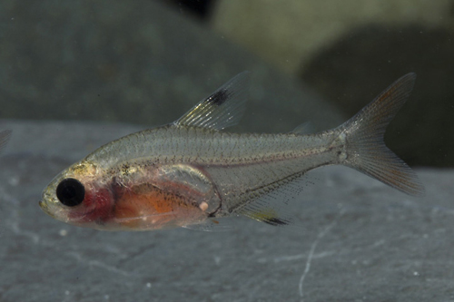 picture of Red Belly X-Ray Tetra Reg                                                                            Pristella maxillaris