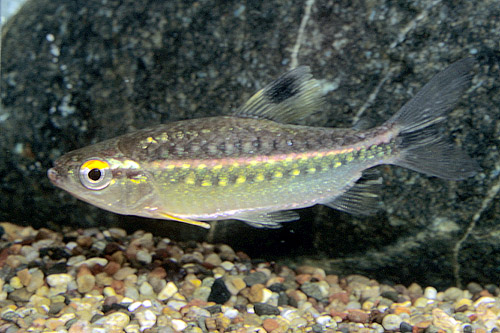 picture of African Red Eye Tetra Med                                                                            Arnoldichthys spilopterus