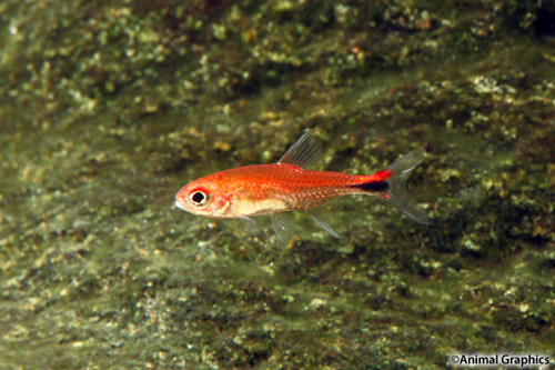 picture of Ruby Tetra Sml                                                                                       Axelrodia riesei