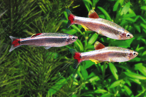 picture of White Cloud Sml                                                                                      Tanichthys albonubes