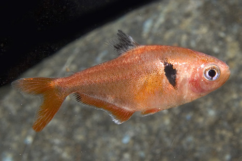 picture of Coral Red Serpae Tetra Reg                                                                           Hyphessobrycon eques