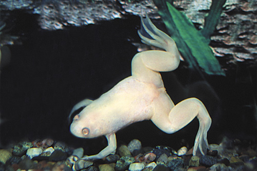 picture of Albino African Clawed Frog Sml                                                                       Xenopus laevis 'Albino'
