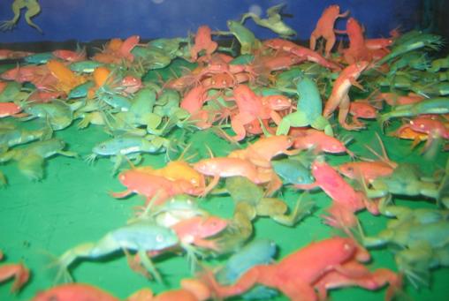 picture of Mixed Fruit Albino African Clawed Frog Reg                                                           Xenopus laevis 'Albino'