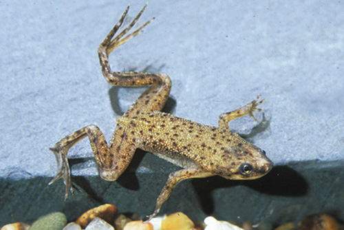 picture of African Dwarf Frog Med                                                                               Hymenochirus curtipes