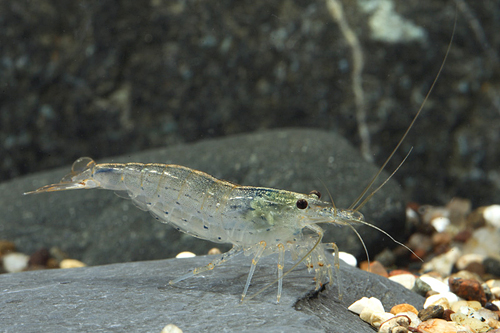 picture of Amano Algae Eating Shrimp Lrg                                                                        Cardina multidentata