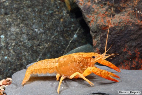 picture of Red Lobster Reg                                                                                      Procambarus clarkii